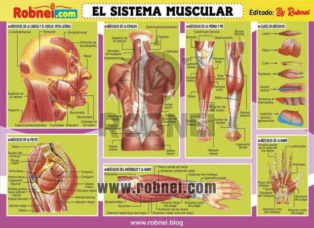 El Sistema Muscular